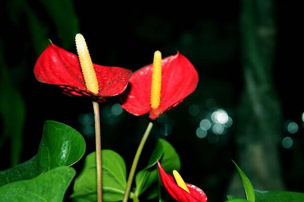 紅掌怎么繁殖，常見有分株、播種、扦插三種繁殖方法