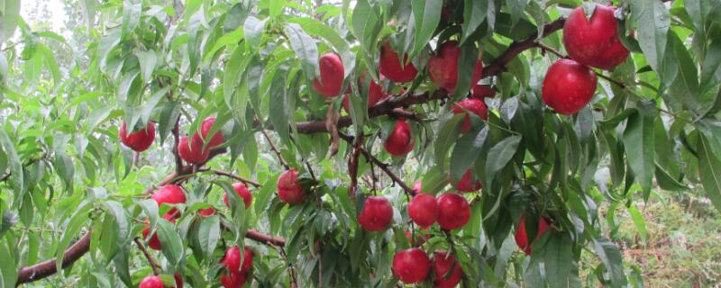 果樹(shù)花期防凍的最佳方法