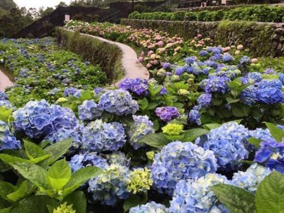 繡球花的功效與作用，盤點(diǎn)繡球花六大功效與作用