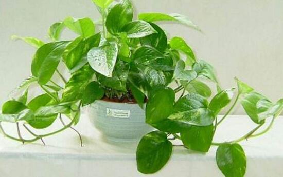 茶葉水可以澆綠蘿嗎，綠蘿澆什么水長得快