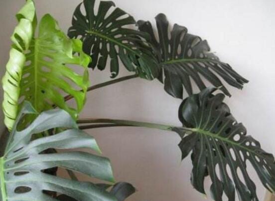 龜背竹怎么修剪，龜背竹修剪方法