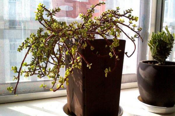 雅樂之舞怎么修枝，建議在春秋季節(jié)進(jìn)行修剪