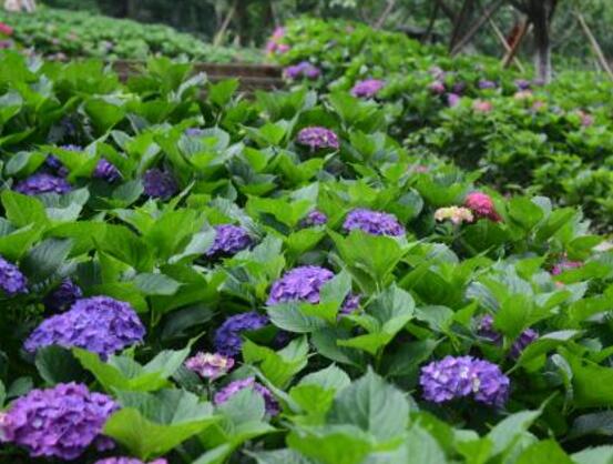 繡球花的花語和寓意，忠貞永恒、浪漫圓滿