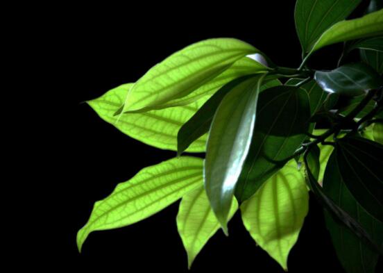 平安樹葉子發(fā)黃掉落怎么辦，教你四種解決辦法快速恢復(fù)生機(jī)