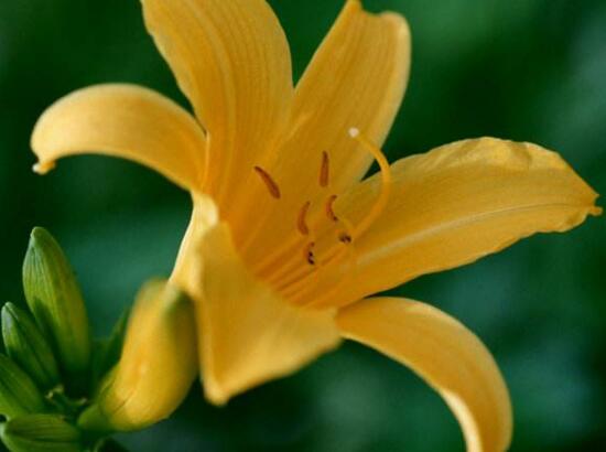 百合花的花語是什么，詮釋愛情“百年好合”最美不過了