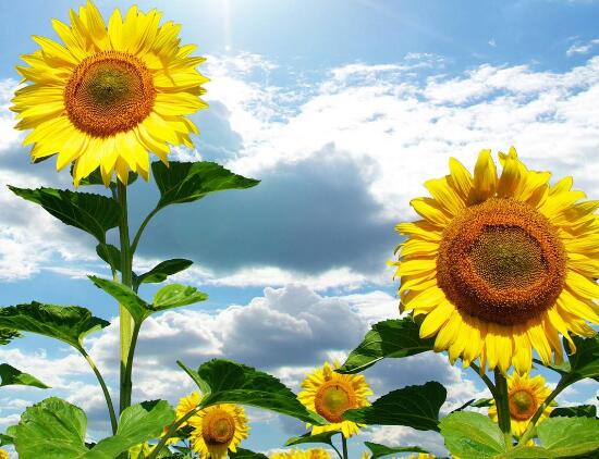 向日葵需要修剪嗎，怎么修剪向日葵/摘心修整