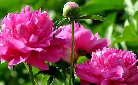 牡丹花功效與作用，盤(pán)點(diǎn)牡丹花七大功效與作用