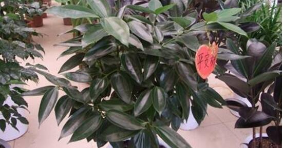 平安樹怎么修剪，平安樹的修剪方法和技巧