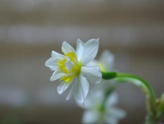 水仙冬天養(yǎng)殖的禁忌，注意四大養(yǎng)殖要點(光照/溫度/澆水/施肥)