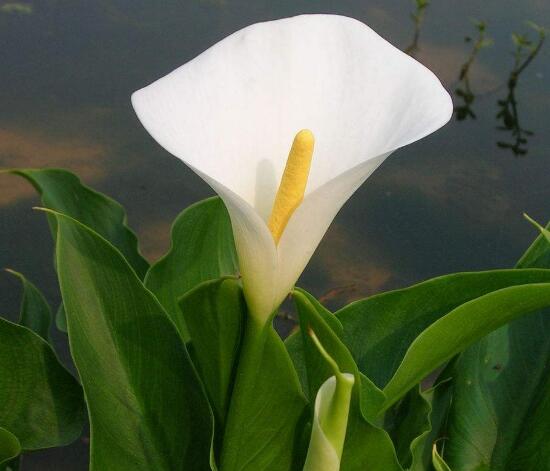 馬蹄蓮風(fēng)水作用是什么，馬蹄蓮作用與功效