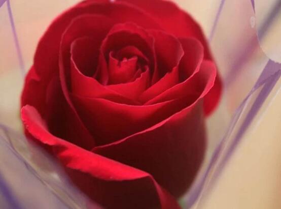 玫瑰花什么時(shí)候開花，玫瑰開花在每年初夏期間