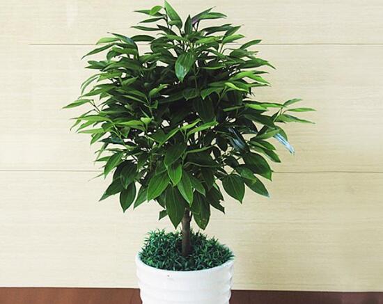 平安樹泡水里能長(zhǎng)根嗎，平安樹水培方法