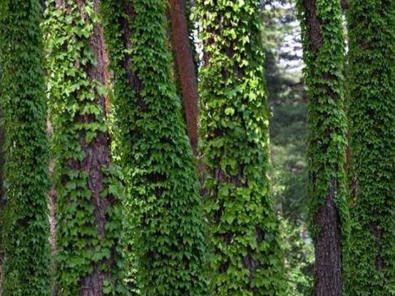 常春藤的養(yǎng)殖方法和注意事項，老農(nóng)總結(jié)八大基本方法