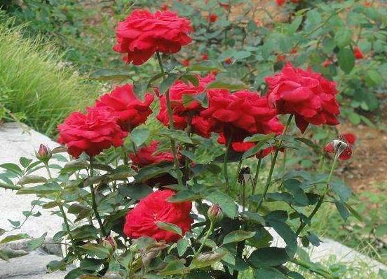 月季花用什么土最好，園土腐葉土泥炭土最為合適(營(yíng)養(yǎng)全面)