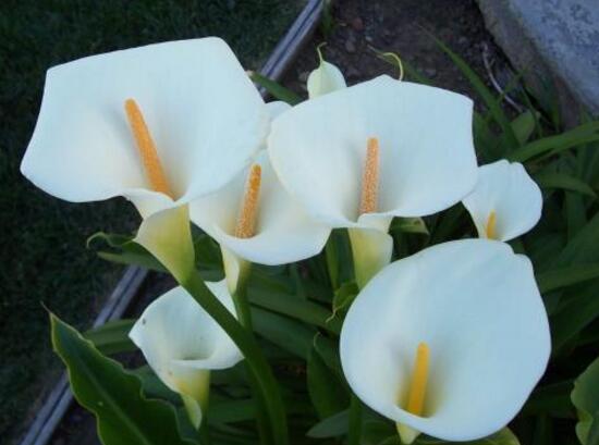 馬蹄蓮風(fēng)水作用是什么，馬蹄蓮作用與功效