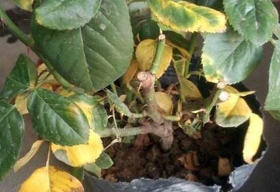 月季花葉子枯萎原因，月季花葉子枯萎了怎么辦