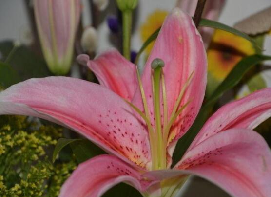 香水百合花語，一種純潔、一種與世無爭