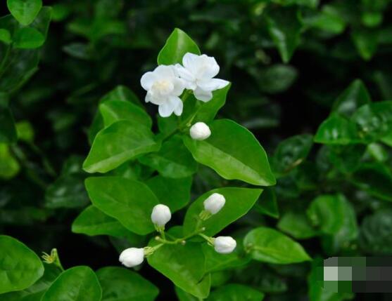 茉莉花的養(yǎng)殖方法和注意事項，老農(nóng)總結最實用八大養(yǎng)殖方法