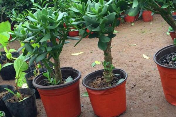 玉樹什么時(shí)候開花，冬末春初開花