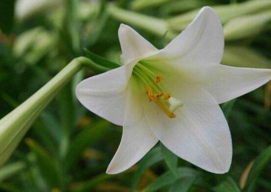 香水百合種植方法，教你四個簡單要點存活率百分百