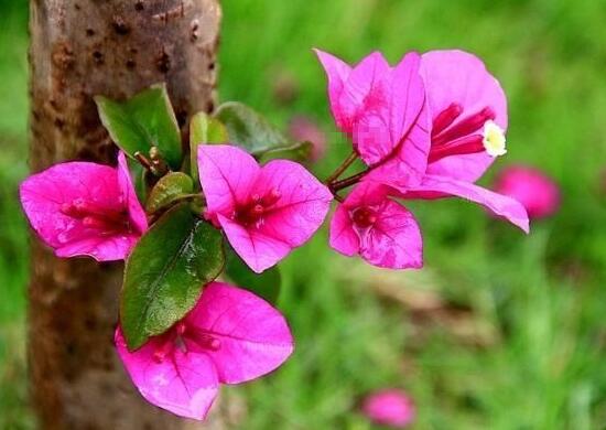 三角梅的風水作用有哪些，三角梅的功效與作用