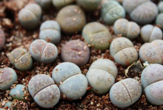 生石花怎么澆水，根據(jù)土壤的干濕程度來衡量澆水程度