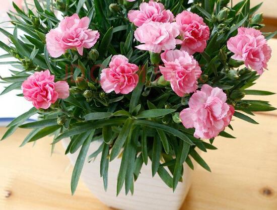 康乃馨爛根還能活嗎，康乃馨爛根怎么辦