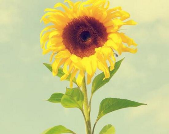 向日葵什么時候開花，向日葵一年開幾次花/每年一次