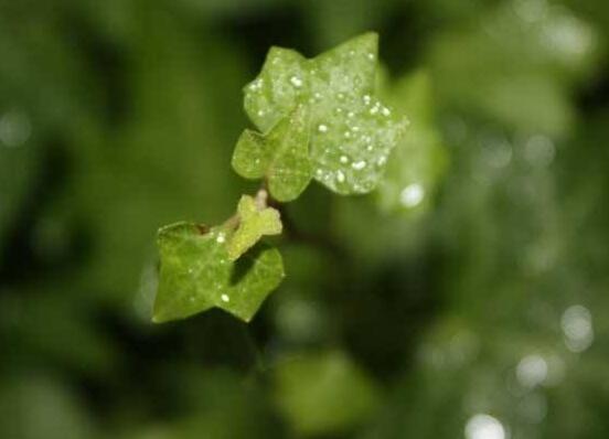 好看的常春藤盆景圖片欣賞，綠化環(huán)境、春天長駐