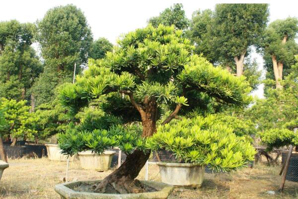 十大羅漢松品種，羅漢松常見品種介紹