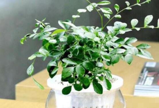 九里香的養(yǎng)殖方法水培，教你四個步驟水培爆盆