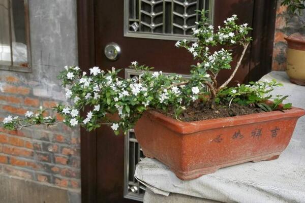 六月雪開(kāi)花時(shí)間，每年的5-7月開(kāi)花（6月開(kāi)的最旺）