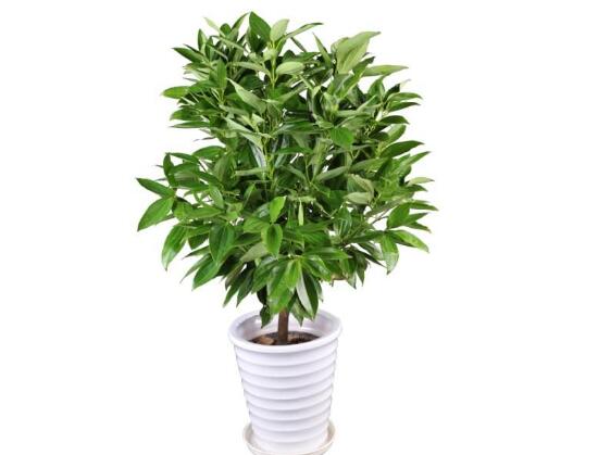 平安樹夏天怎么澆水，平安樹夏天多久澆一次水