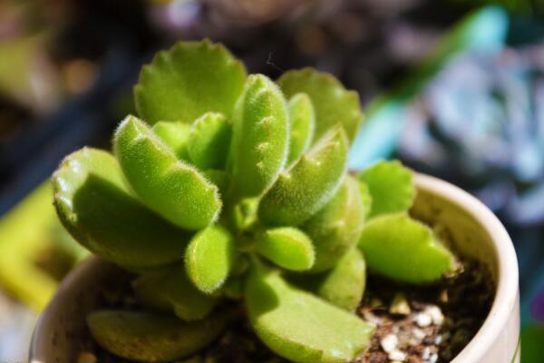 熊童子夏季怎么養(yǎng)，熊童子夏季養(yǎng)殖5大要點