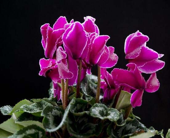 仙客來幾月份過休眠期，以夏季為準(zhǔn)/環(huán)境決定不同休眠期