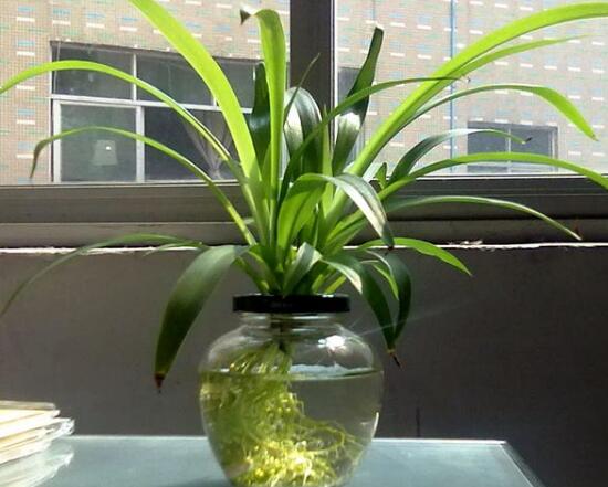 吊蘭可以水培嗎，水養(yǎng)吊蘭怎么養(yǎng)才茂盛