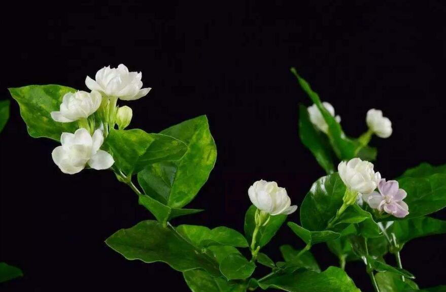 茉莉花如何一年開花幾次，一年開3次的方法