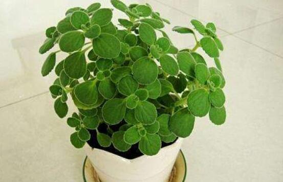 碰碰香放臥室可以嗎，可以/醒腦提神、凈化空氣、驅(qū)趕蚊蟲