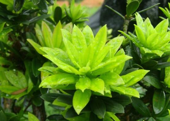 什么品種羅漢松最貴，珍珠羅漢松當(dāng)之無(wú)愧(售價(jià)高達(dá)上百萬(wàn))