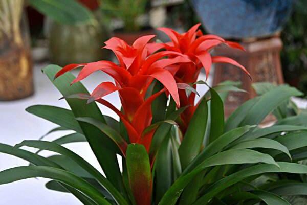 鴻運當(dāng)頭怎么養(yǎng)開花，5個要求必須要做到