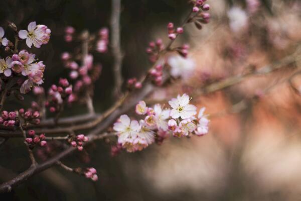 櫻花開花后怎么養(yǎng)護(hù)，及時(shí)修剪并補(bǔ)充養(yǎng)分