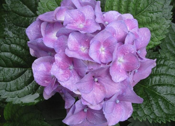 臭繡球花的養(yǎng)殖方法，合適的土壤和溫度很重要