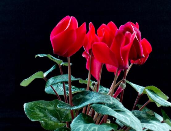 仙客來冬天葉子發(fā)黃怎么辦，老農(nóng)總結(jié)三種原因以及解決方法