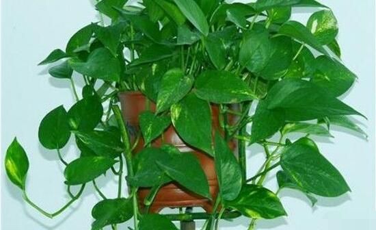 怎樣種植綠蘿，老農(nóng)總結(jié)最簡(jiǎn)單兩種種植方法(水培與土培)