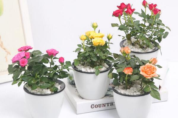 盆栽康乃馨怎么養(yǎng)，必須要掌握的5大要點(diǎn)