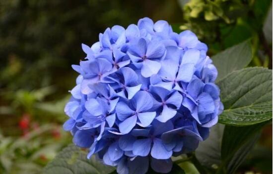 繡球花怎么養(yǎng)，繡球花的養(yǎng)殖方法