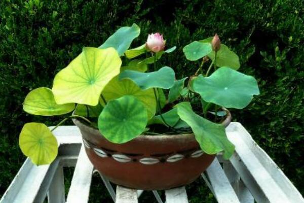 盆栽荷花為什么不現(xiàn)蕾不開花，可能是光照、養(yǎng)分不足