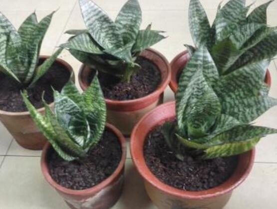 虎皮蘭的病害及防治，虎皮蘭五大病害及防治方法