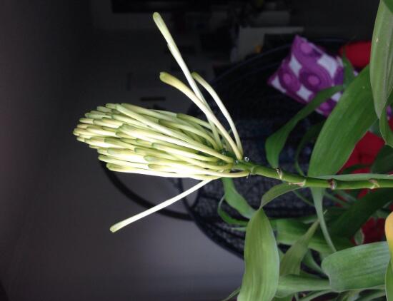 富貴竹會(huì)開(kāi)花嗎，富貴竹開(kāi)花意味著什么