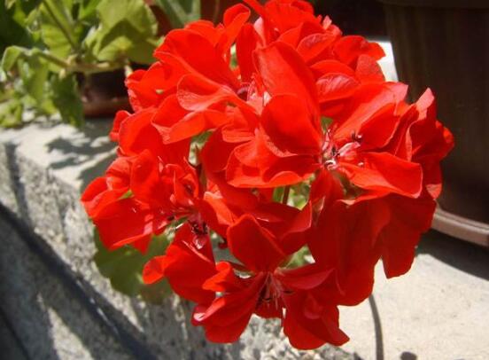 天竺葵可以水培嗎，天竺葵水培方法